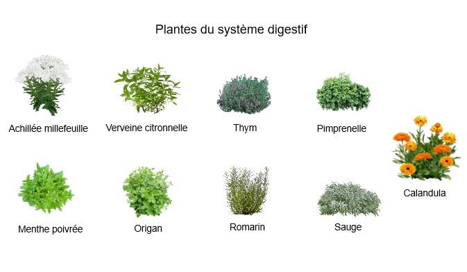 Plantes du systeme digestif